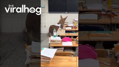 Deer Walks Into Classroom and Eats Students' Homework || ViralHog