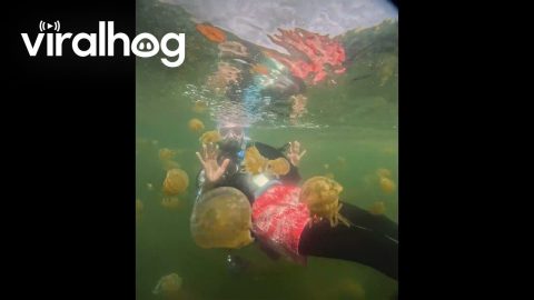 The Octopus Jellyfish of Lake Shiraishi || ViralHog