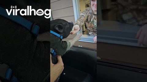 Mini Pig Kevin Bacon Enjoys Pup Cup || ViralHog