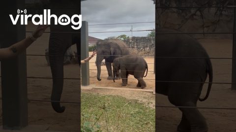 Baby Elephant Has an Itch || ViralHog