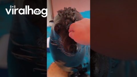 Giving a Sea Lion a Mohawk || ViralHog