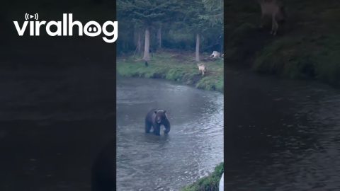 Bear Fishing Among Wolves || ViralHog