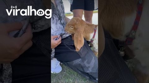Goat Chews on Tourist's Tree-Print Shirt || ViralHog