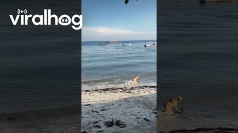 Dog Surfs Waves on the Beach || ViralHog