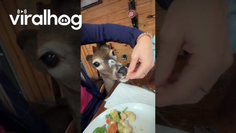 Deer Demands a Bite of Dinner || ViralHog