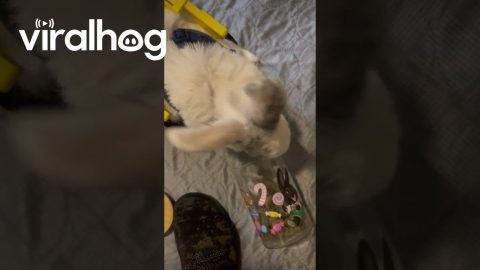 Juniper The Rabbit's Fancy Wheels || ViralHog