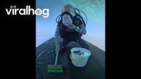 Masked Diver Cleaning Ship Bottom || ViralHog