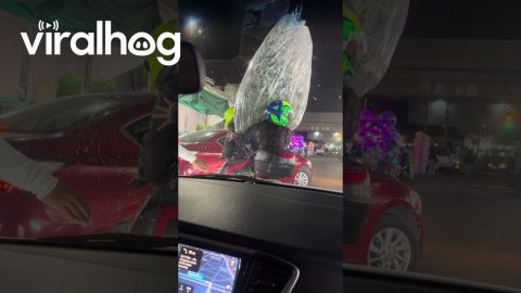 Couple Scooters Away With Christmas Tree || ViralHog