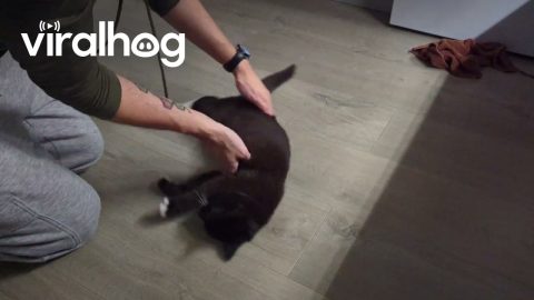 Bibs Likes Being Spun || ViralHog