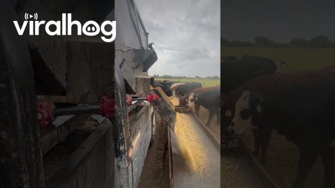 Mass Feeding Cattle In One Long Line || ViralHog