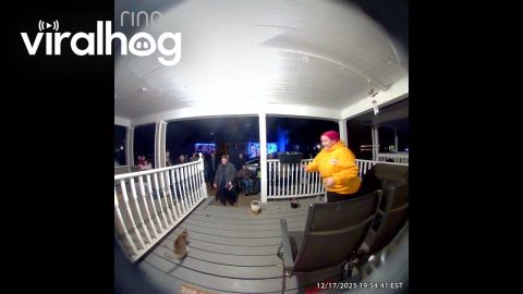 Cat Escapes When Opening the Door to Christmas Carolers || ViralHog