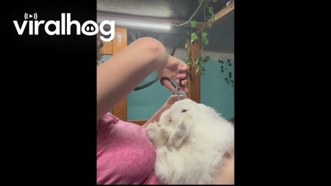 Time for a Haircut || ViralHog