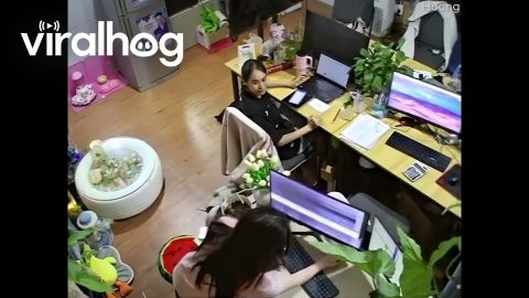 Office Cat Breaks Computer Monitor || ViralHog