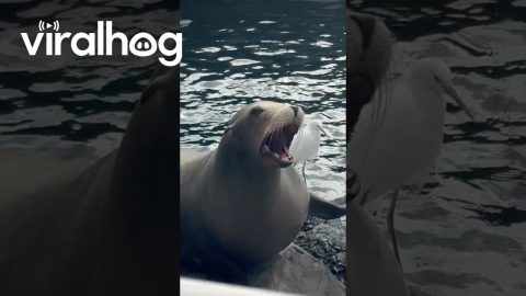 Impatient Seal Screams For Snack || ViralHog