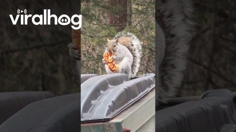 Chunky Squirrel Eating Pizza || ViralHog