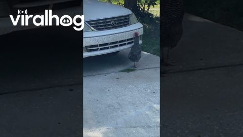 Neighborhood Chicken Cleaning Bugs Off Cars || ViralHog