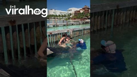 Shark Gets Offended After Woman Refuses a Kiss || ViralHog