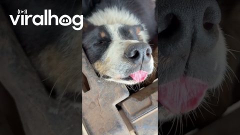 Border Collie Sleeping With His Tongue Out || ViralHog
