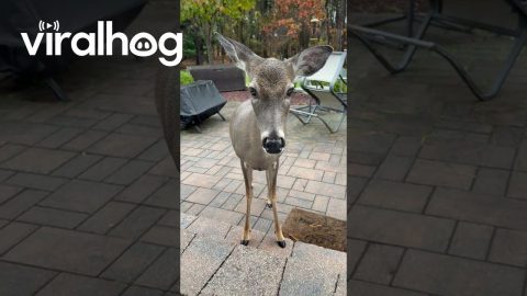 Mama Deer Brings Her Child for a Visit || ViralHog
