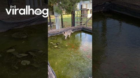 Cat Chases His Fish Friends on a Frozen Pond || ViralHog