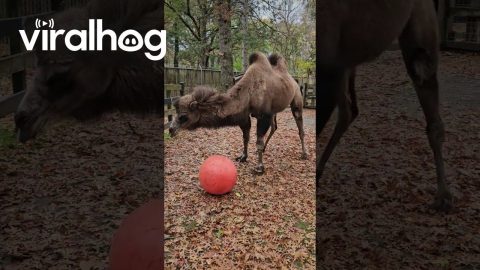 Bactrian Camel Plays With Yoga Ball || ViralHog