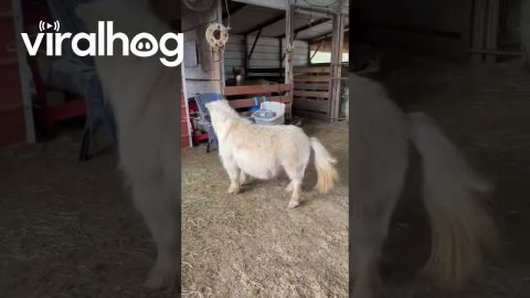 Miniature Horse is the Drama || ViralHog