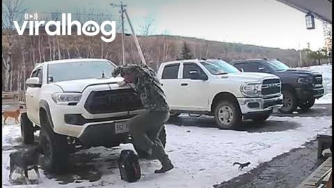 Squirrel Jumps Out From Underneath Truck Hood || ViralHog