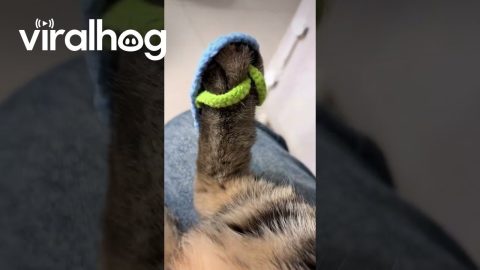Crochet Cat Flip-Flops || ViralHog