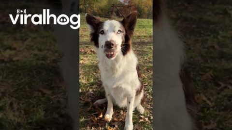 Dog Smiles With Discarded Dentures || ViralHog