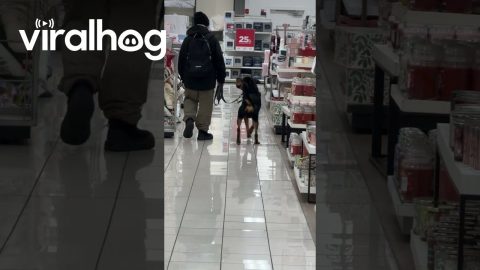 Dog Happily Prances Through Store || ViralHog