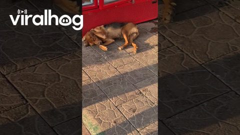 Singing Man Disturbs Sleeping Dog || ViralHog