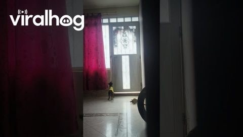 Little Dog Opens Front Door || ViralHog