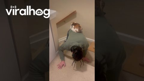 Cat Riding Up Stairs on Owner’s Back || ViralHog