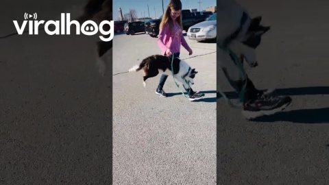 Border Collie Bucks Like a Bronc || ViralHog