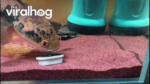 Clever Fish Helps Owner Retrieve Magnet || ViralHog