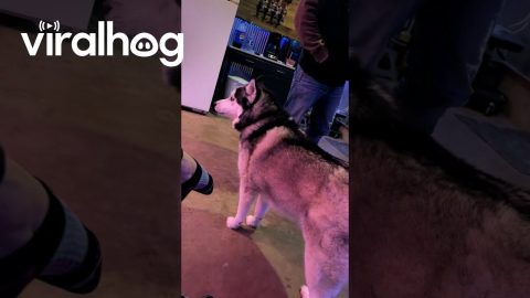 Husky Upset At Owner's Mismatched Shoes || ViralHog