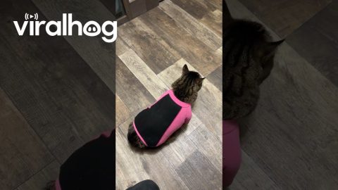 Cat's New Shedding Outfit Doesn't Fit || ViralHog