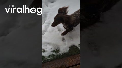 Dachshund Frolics Through the Snow || ViralHog