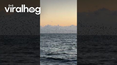 Murmuration of Starlings Above the Sea in Brighton || ViralHog