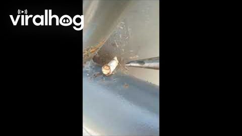 Camouflaged Moth Looks Exactly Like a Twig || ViralHog