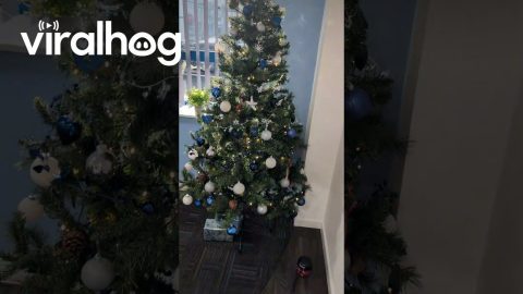 Mini Desk Vacuum Under the Office Christmas Tree || ViralHog