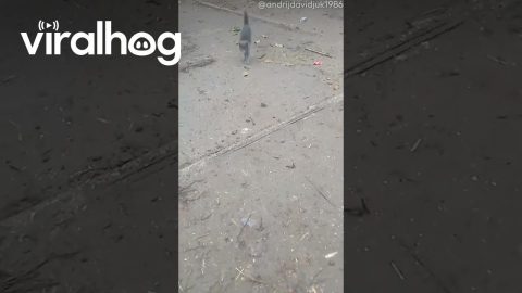 Kitten Walks on Front Paws || ViralHog