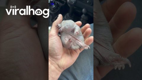 Baby Echidna || ViralHog