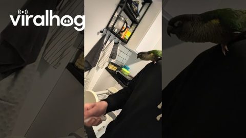 Green Cheek Conure Dancing to a Colander! || ViralHog