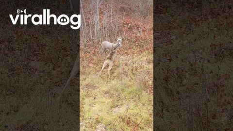 Angry Buck Destroys Deer Decoy || ViralHog