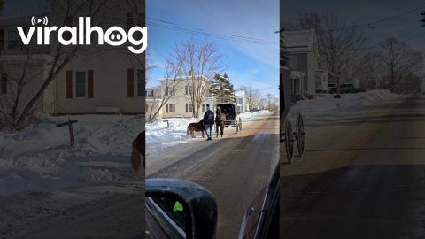 Loose Pony Messes With Amish Buggy || ViralHog