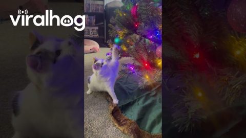Mallow Feels a Certain Way About Christmas Ornaments || ViralHog