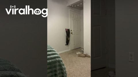 Using My Cat to His Fullest Potential || ViralHog