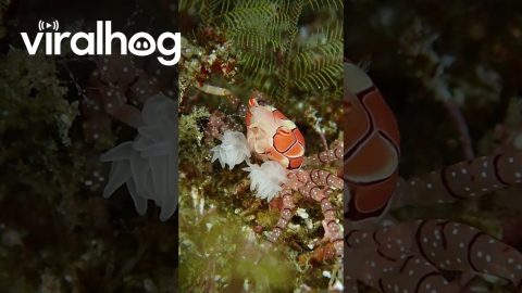 Cheerleader Crab Waves Pom-Poms || ViralHog