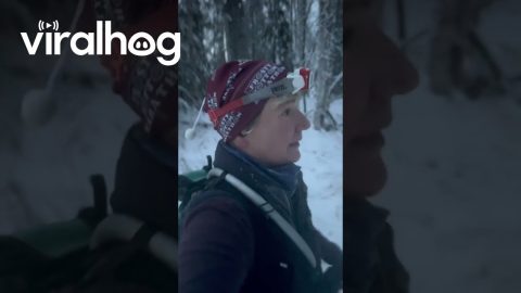 Moose Ambushes Winter Runners in Anchorage, Alaska || ViralHog